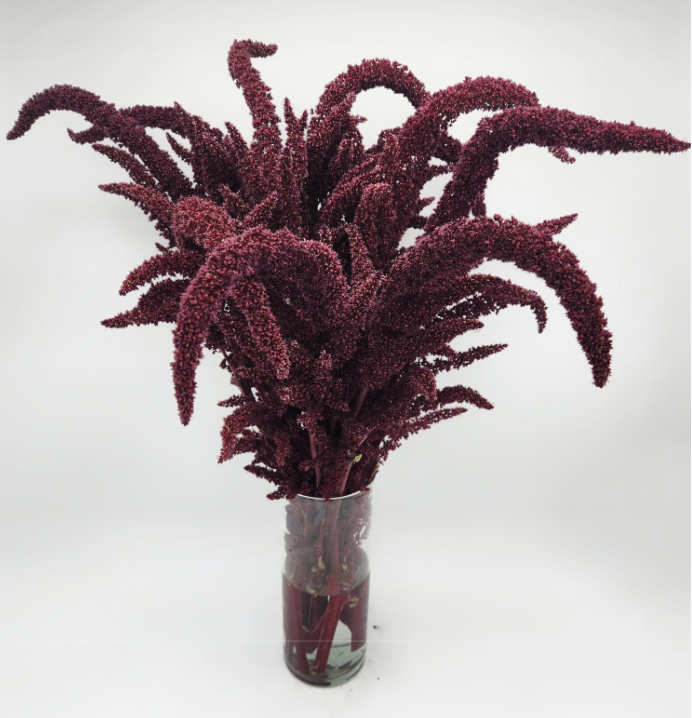 Amaranthus - Upright Red